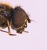 Cheilosia proxima